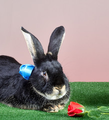 Black rabbit with a blue ribbon around his neck lies near a rose