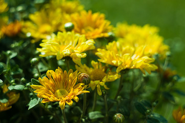 Autumn chrysanthemum flowers