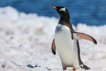 Poster Pinguine in der Antarktis © Bloody Orange