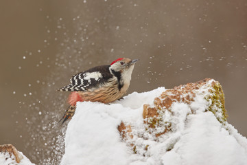 Picchio rosso mezzano innevato  