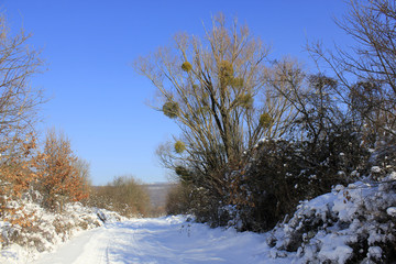 country road in snow with tractor tracks