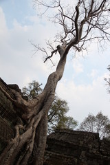 Fototapeta na wymiar tree temple ruin