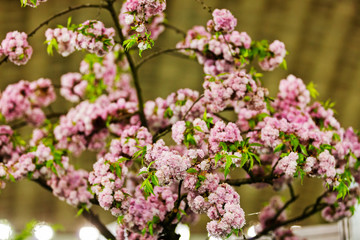 tree with pink blossoms