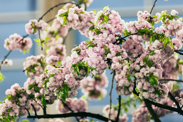 tree with pink blossoms