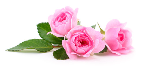 Beautiful pink roses. - Powered by Adobe