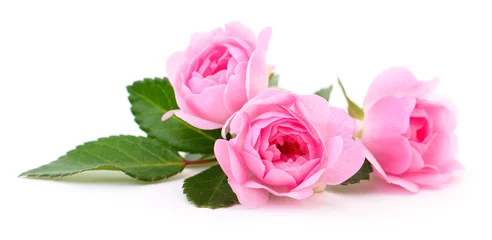 Keuken foto achterwand Rozen Mooie roze rozen.