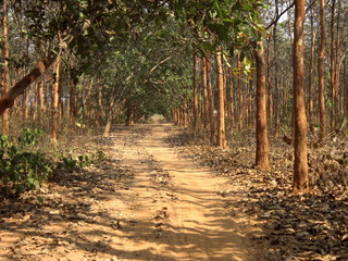Fototapeta na wymiar WAY THROUGH FOREST