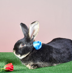 Black rabbit with a blue ribbon around his neck lies near a rose