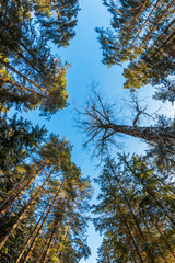 Crowns of trees, view from below.