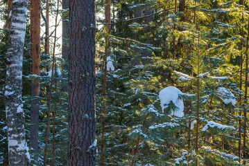 Pine, birch, snow. Winter forest.