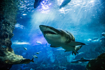 Fototapeta premium closeup of scary big tiger shark swimming with other fishes