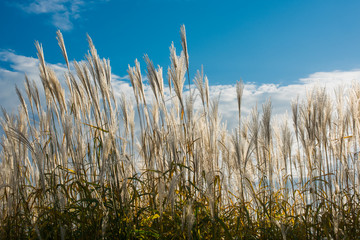 Fototapeta premium Reed under the sky