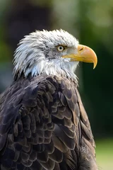 Foto op Plexiglas Bald eagle 2 © Joe McUbed
