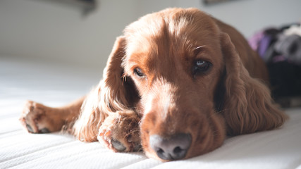 Cocker Spaniel relaxing