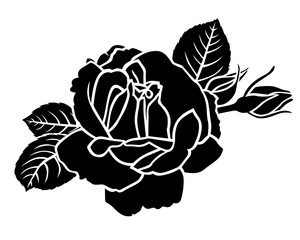 Roses flower and bud