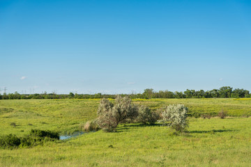 Field covered with grass