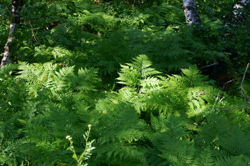 Заросли папоротника в лесу