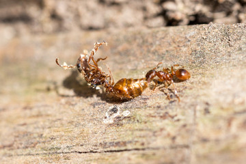 The ant drags a dead insect