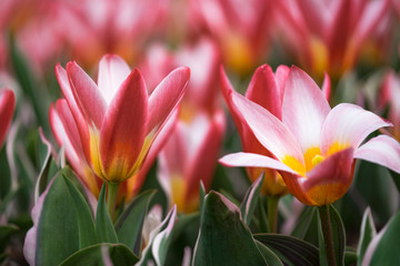 Tulpen