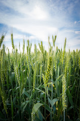 Wheat fields, summer