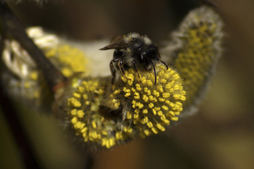 Biene beim Pollensammeln
