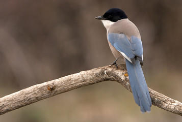 Adult Azure-winged magpie. Cyanopica cyanus