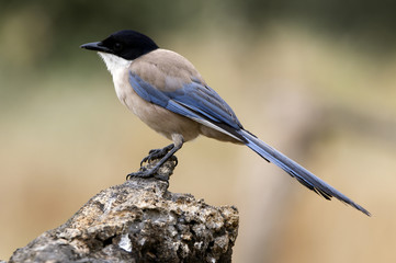 Adult Azure-winged magpie. Cyanopica cyanus