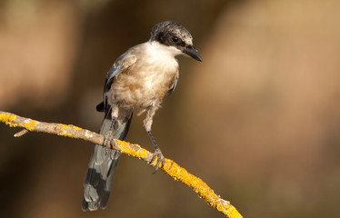 Fototapeta premium Azure-winged magpie. Cyanopica cyanus