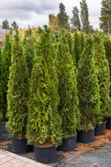 Green arborvitae seedlings