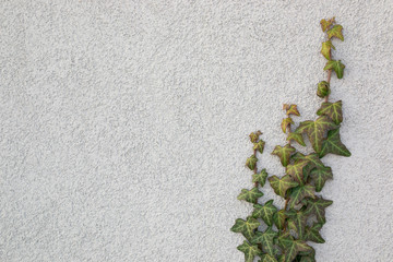 Grey textured wall with ivy