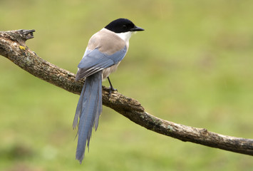 Adult Azure-winged magpie. Cyanopica cyanus