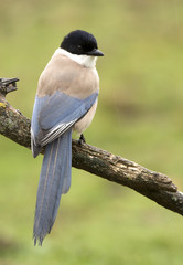Adult Azure-winged magpie. Cyanopica cyanus