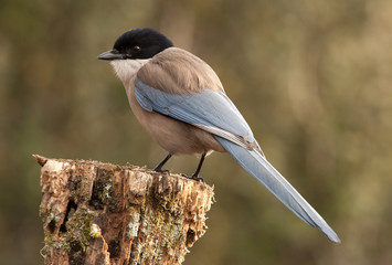 Adult Azure-winged magpie. Cyanopica cyanus