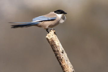 Adult Azure-winged magpie. Cyanopica cyanus