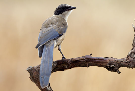 Azure-winged magpie. Cyanopica cyanus
