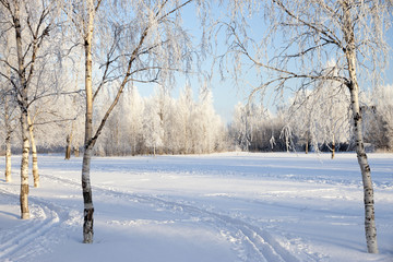 Winter landscape with snow covered trees  .