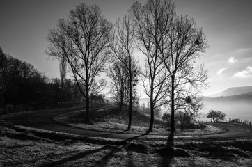 Black and white photo, autumn landscape, a tree without leaves,