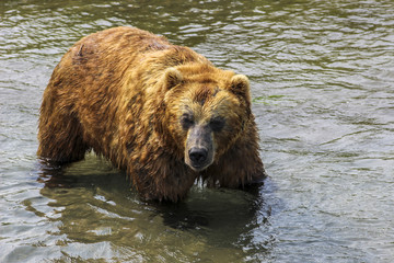 Obraz na płótnie Canvas Big male bear standing in the water. South Kamchatka sanctuary, Kurile lake, Russia