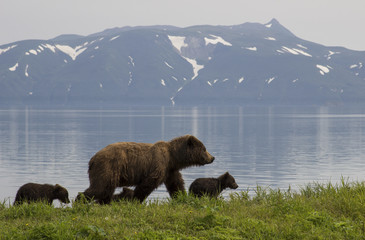 A bear with three adorable little cubs walking on the shore of Kurile lake. South Kamchatka Sanctuary, Russia