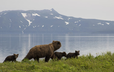 A bear with three adorable little cubs walking on the shore of Kurile lake. South Kamchatka Sanctuary, Russia