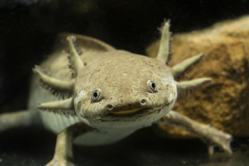 Axolotl aquarium.