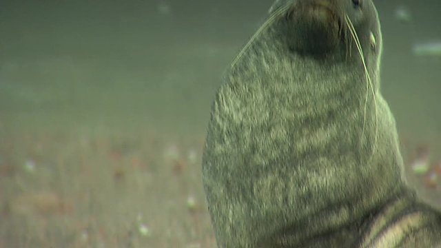 Close up shot. Sea lion