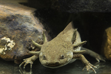 Axolotl aquarium.