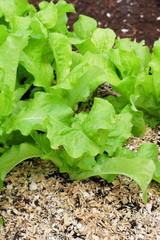 Fresh growing green lettuce