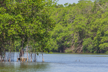 Fisherman fishing on the old Belize river with two cormorants hoping to catch a fish.