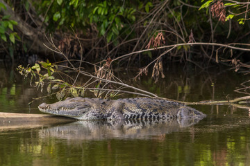 American crocodile lying or sleeping on a log in the old Belize