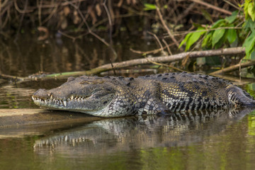 American crocodile lying or sleeping on a log in the old Belize