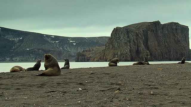 A group of sea lions resting in the coast