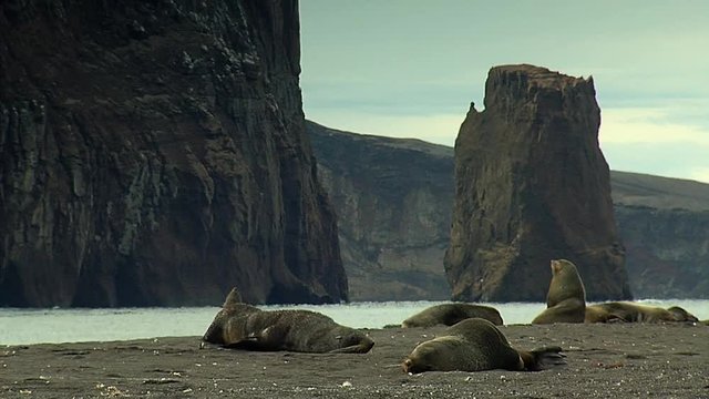 A group of sea lions resting in the coast