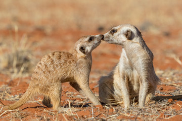Meerkats couple playing on the sand (Suricata suricatta), Kalahari desert, Namibia